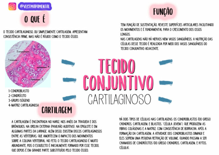 Biologia-Tecido-Conjuntivo-Cartilaginoso-1536x1087-1-1024x725 (1)